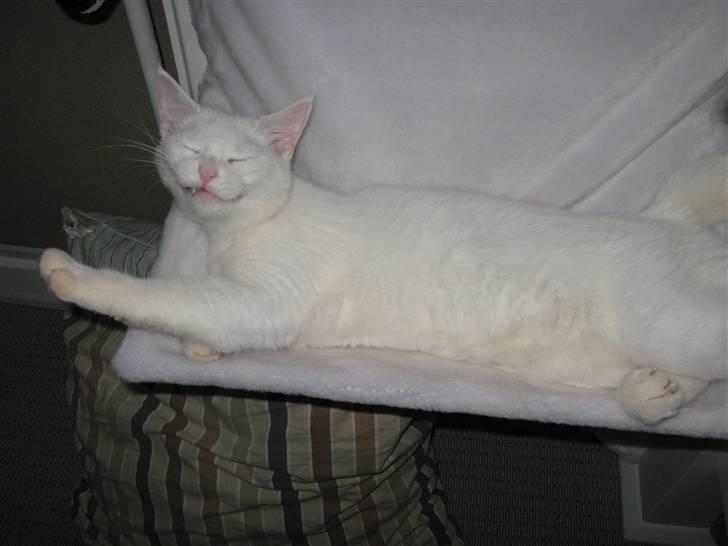 Huskat daisy billede 14