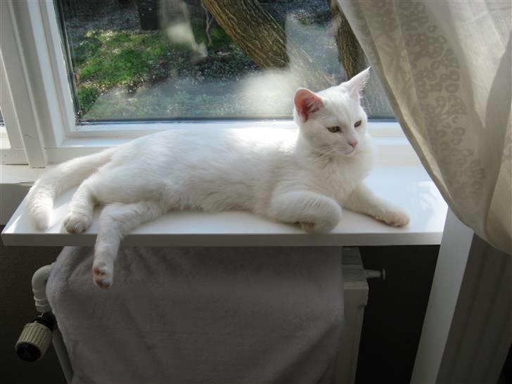 Huskat daisy billede 15