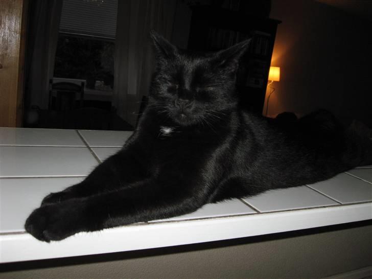 Huskat Pepsi billede 14