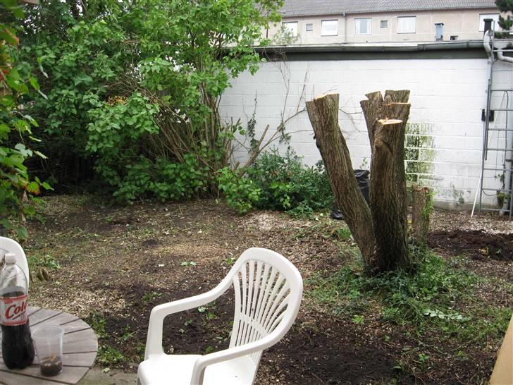 Huskat Pepsi - Her skal vi bygge en mega katteløbegård til alle misserne.. billede 15