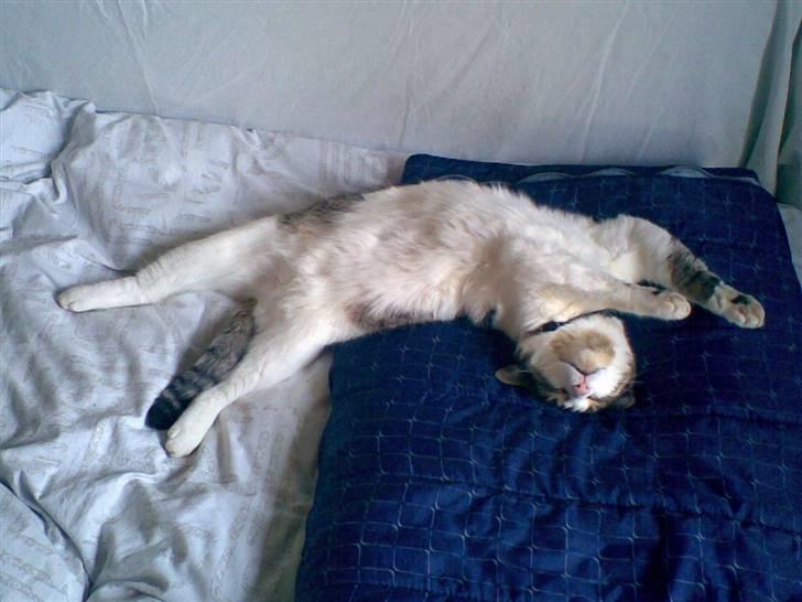 Huskat Georg Ronaldo Jensen billede 1