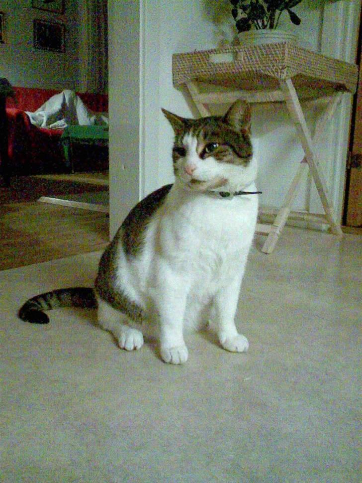 Huskat Georg Ronaldo Jensen billede 2