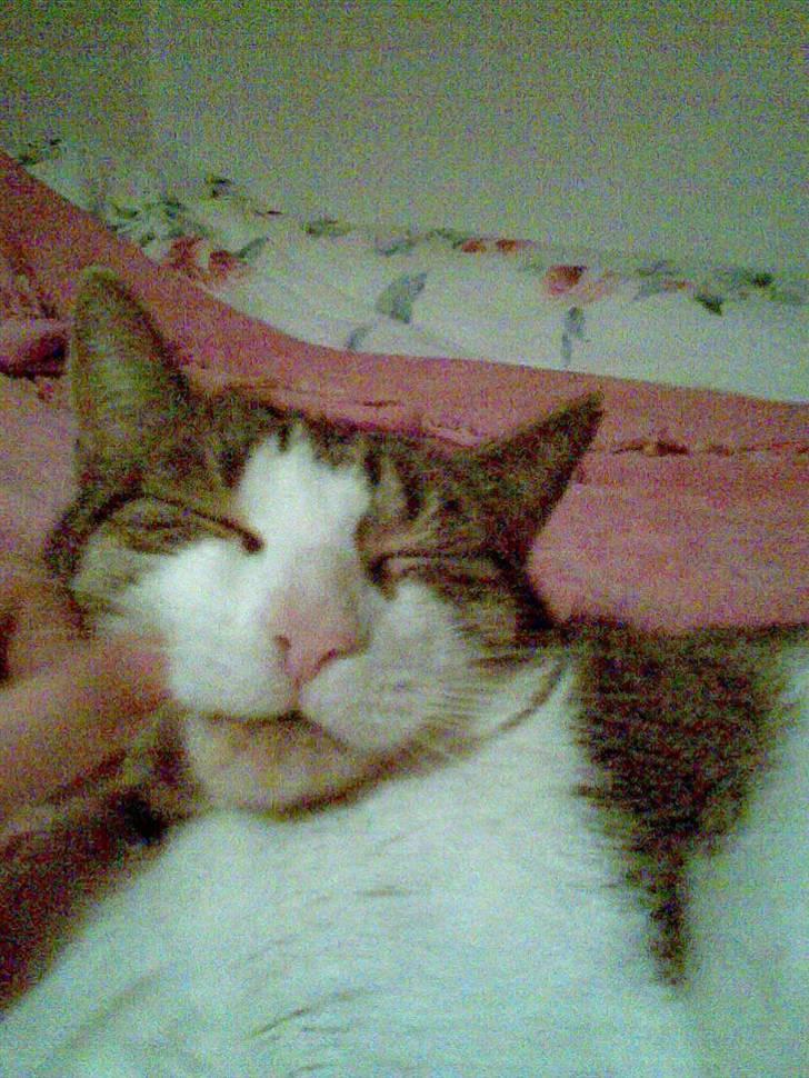 Huskat Georg Ronaldo Jensen billede 3