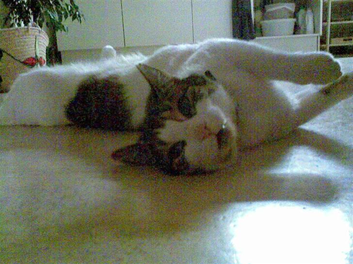 Huskat Georg Ronaldo Jensen billede 4