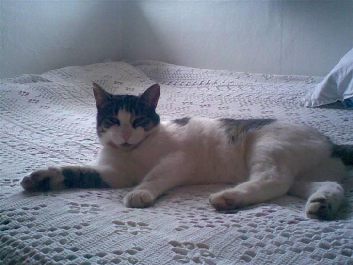 Huskat Georg Ronaldo Jensen billede 5