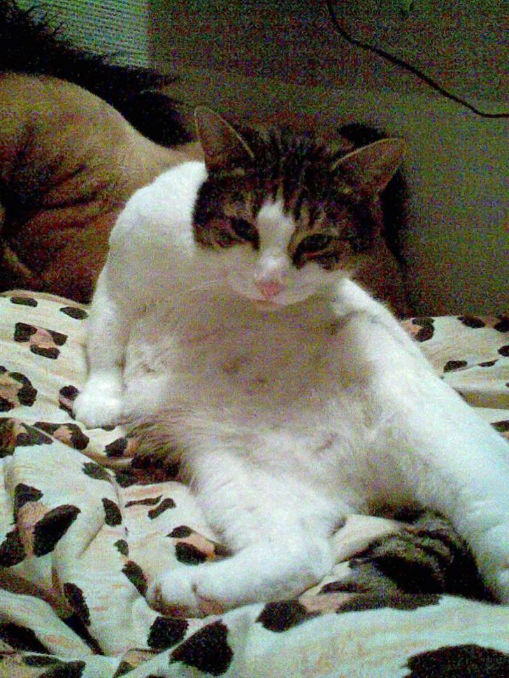 Huskat Georg Ronaldo Jensen billede 6