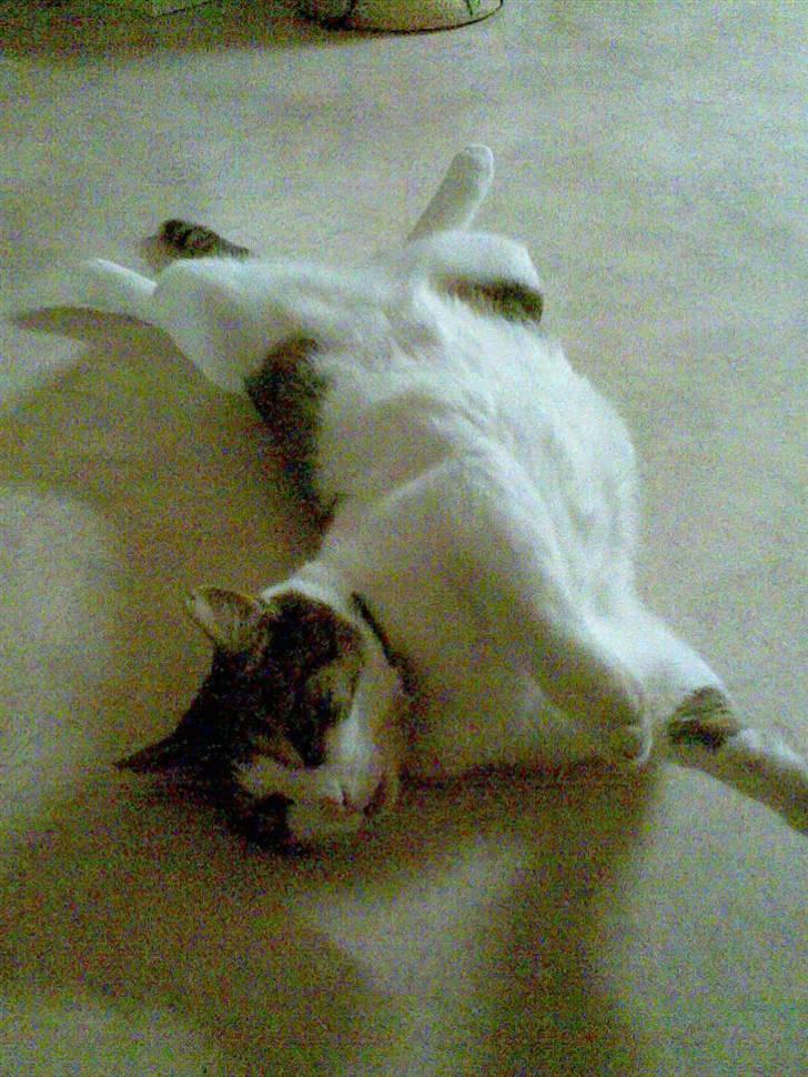 Huskat Georg Ronaldo Jensen billede 7