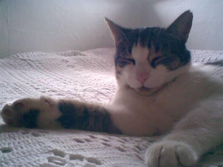 Huskat Georg Ronaldo Jensen billede 8