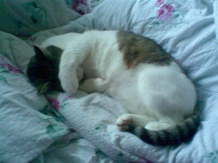 Huskat Georg Ronaldo Jensen billede 9