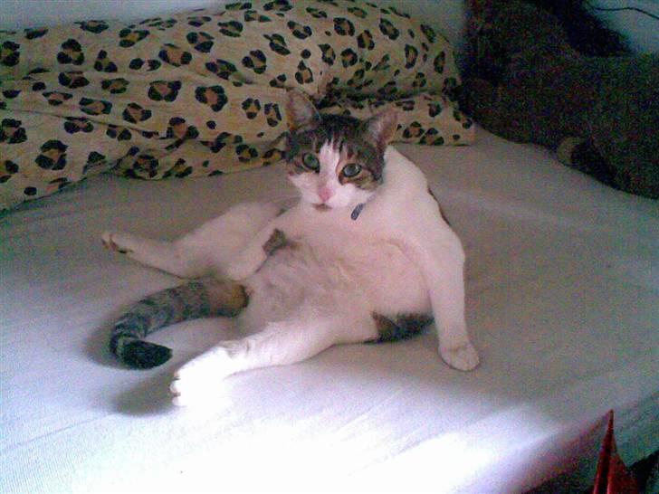 Huskat Georg Ronaldo Jensen billede 11