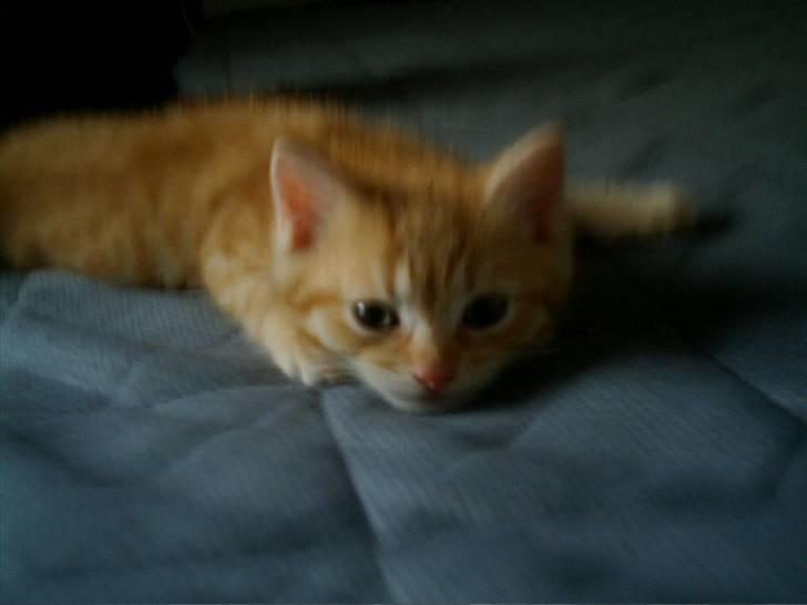 Blanding af racer Simba billede 12