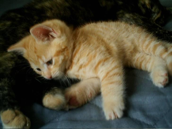 Blanding af racer Simba billede 13