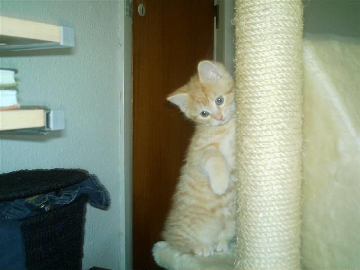 Blanding af racer Simba billede 14