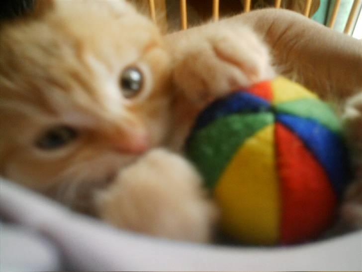 Blanding af racer Simba billede 15