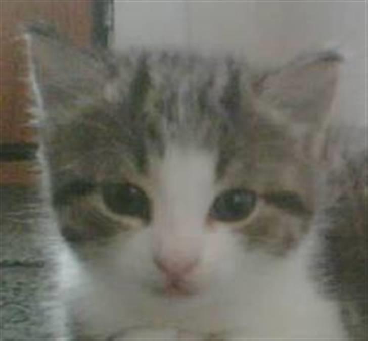 Blanding af racer Mille *SOLGT* billede 8