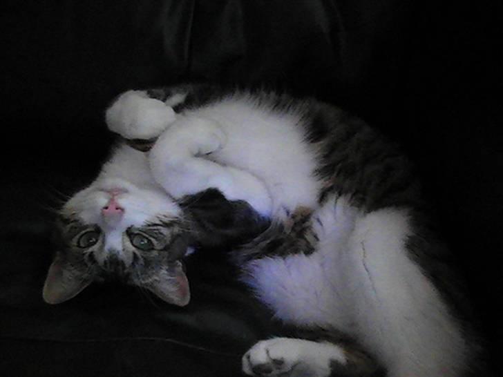 Huskat ida billede 1