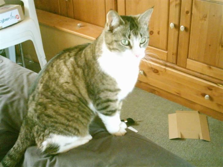 Huskat ida billede 2