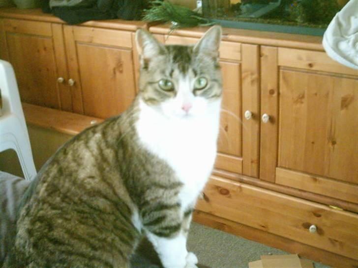 Huskat ida billede 3