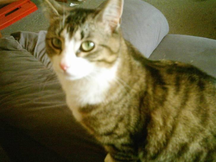 Huskat ida billede 4