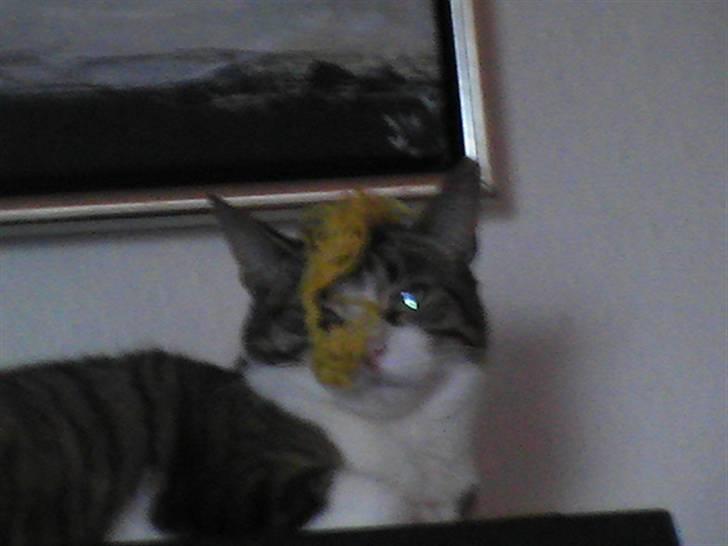 Huskat ida billede 5