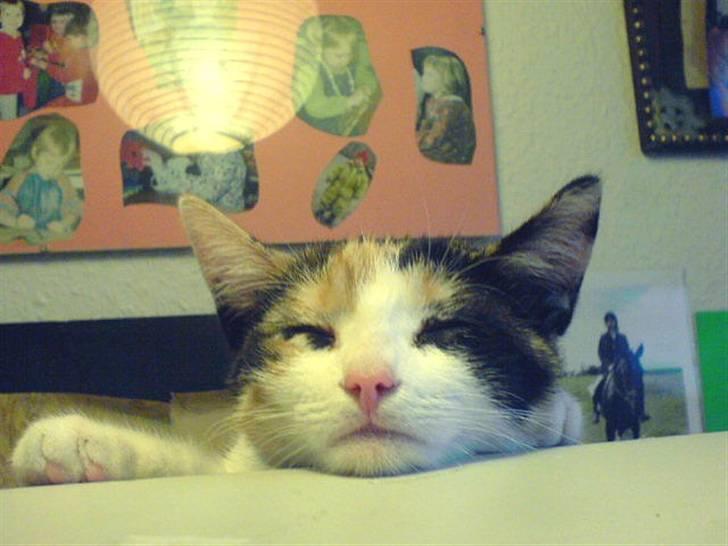 Blanding af racer Billis - 14 | Bellis - Tror mindsanten der ligger en sovende kat på computeren :D billede 15