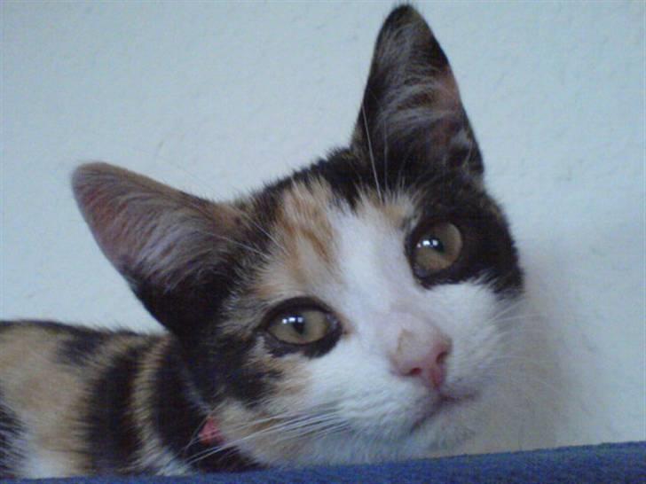 Blanding af racer Billis - 15 | Bellis - Bette mis :) billede 16