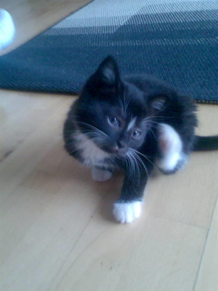 Huskat fnug billede 1