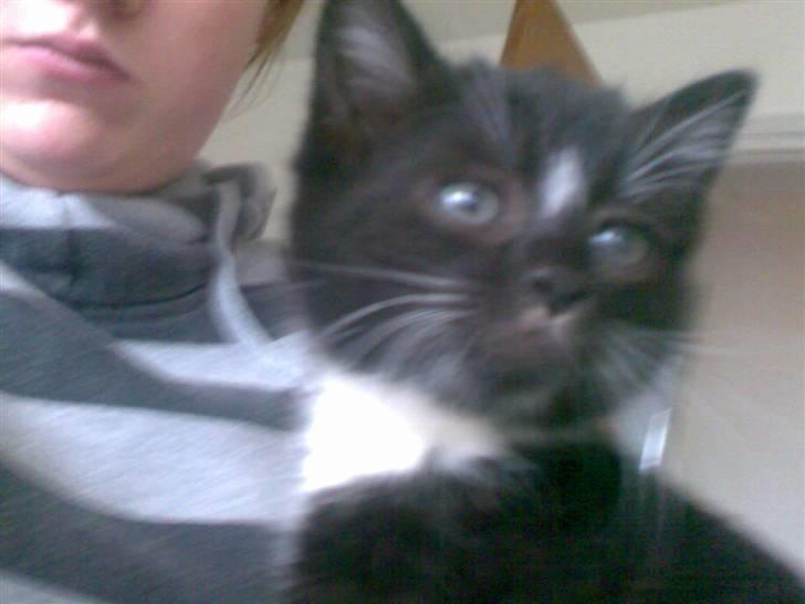 Huskat fnug billede 2