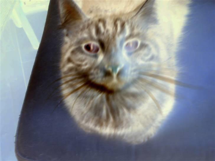 Blanding af racer Trunte billede 17