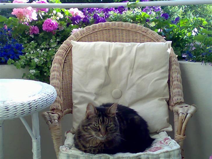 Blanding af racer Trunte billede 18