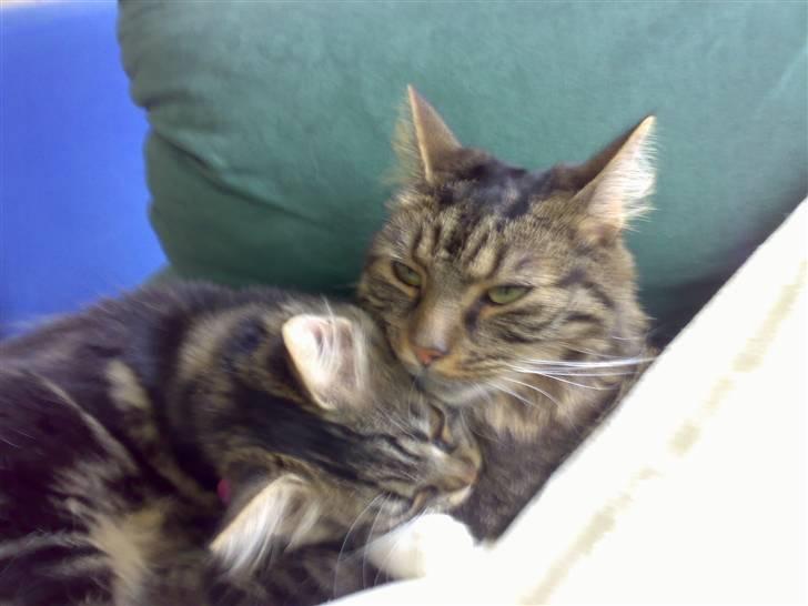 Blanding af racer Trunte billede 19