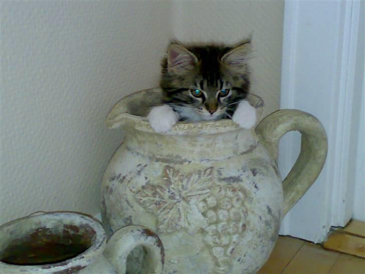 Blanding af racer Mollie billede 4