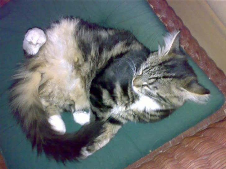 Blanding af racer Mollie billede 7