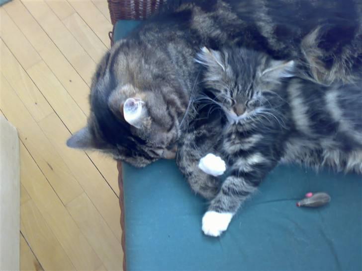 Blanding af racer Mollie billede 8