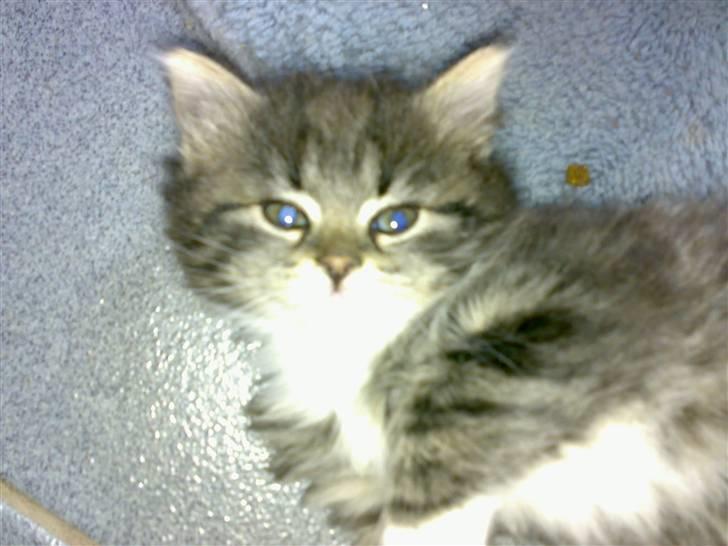 Blanding af racer Mollie billede 10