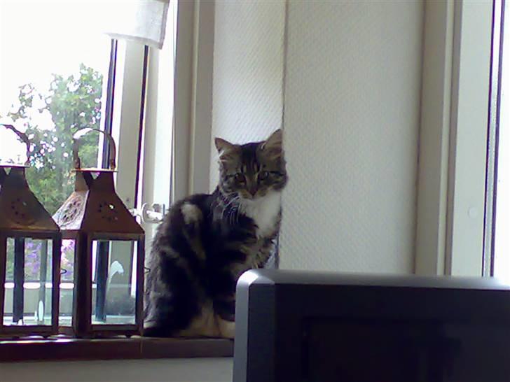 Blanding af racer Mollie billede 11