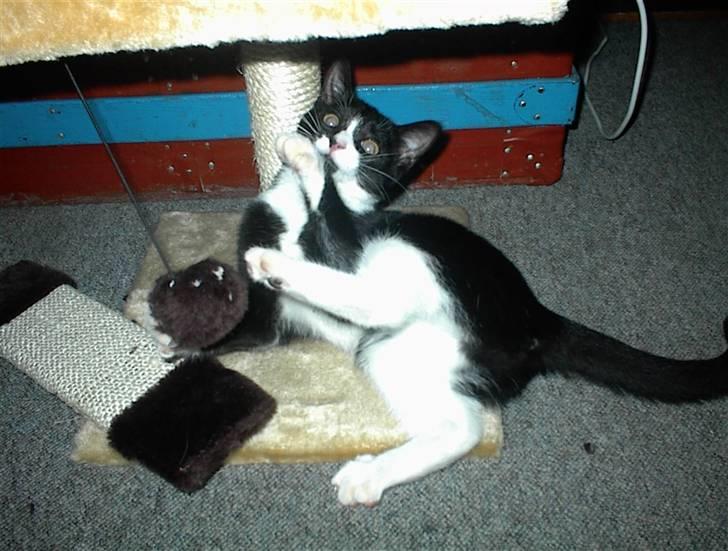 Blanding af racer Nala billede 16