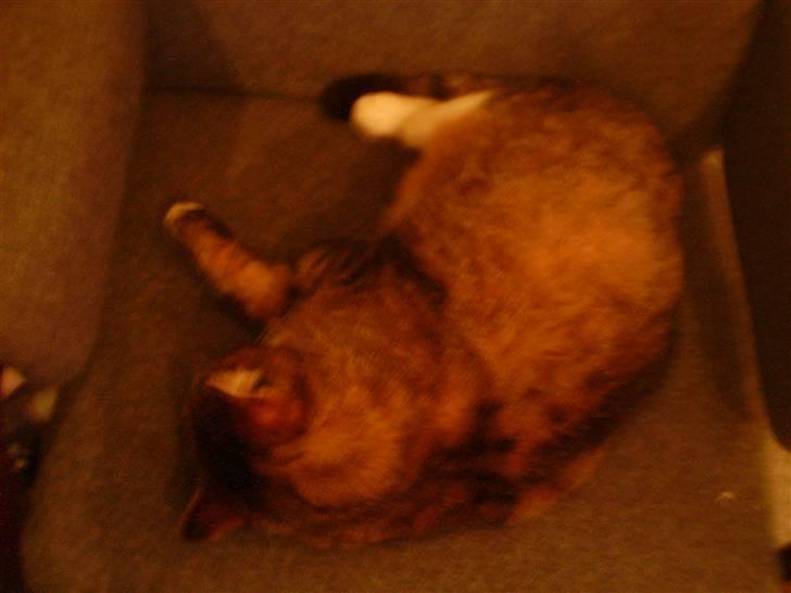 Huskat Lolly Pop (RIP) - Zzzz billede 2