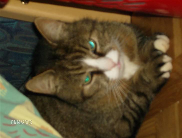 Huskat Lolly Pop (RIP) billede 3