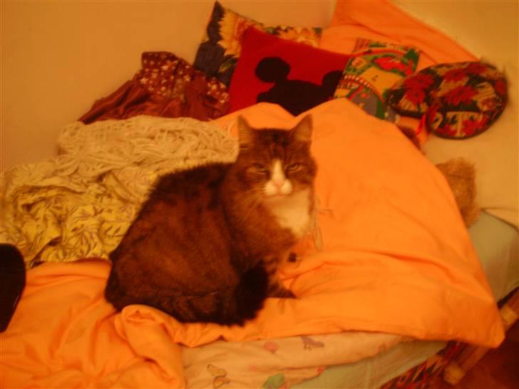 Huskat Lolly Pop (RIP) billede 4