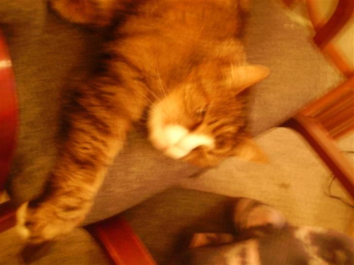 Huskat Lolly Pop (RIP) - Godmorgen billede 5