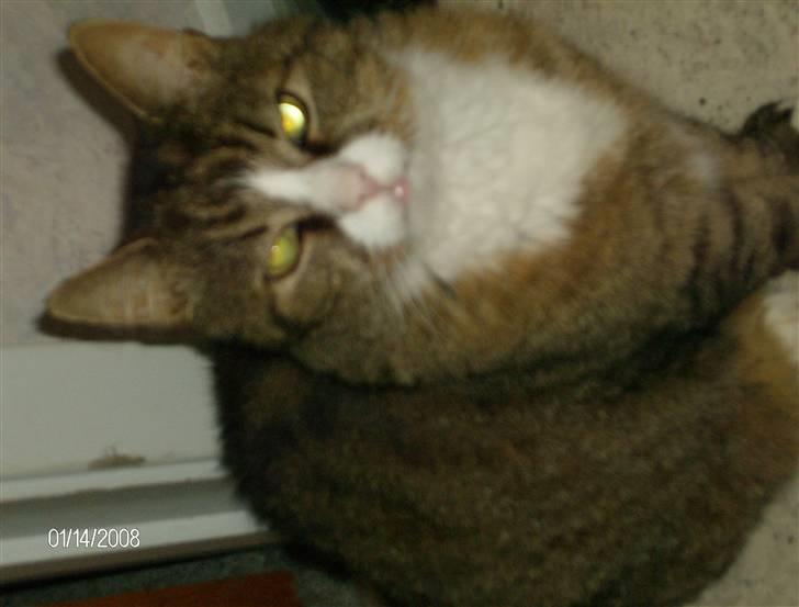 Huskat Lolly Pop (RIP) billede 6