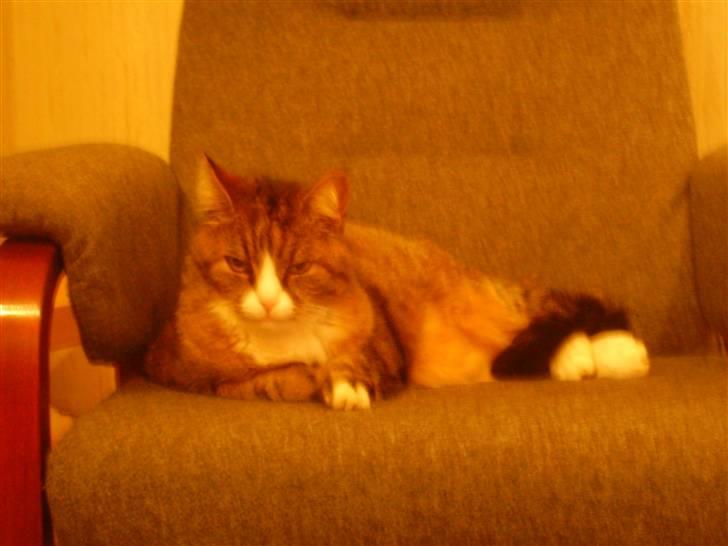 Huskat Lolly Pop (RIP) - Kejseren billede 7