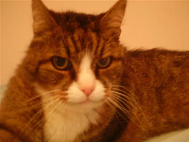 Huskat Lolly Pop (RIP) - Hej hej billede 8