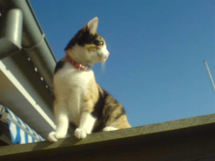 Blanding af racer Billis billede 17