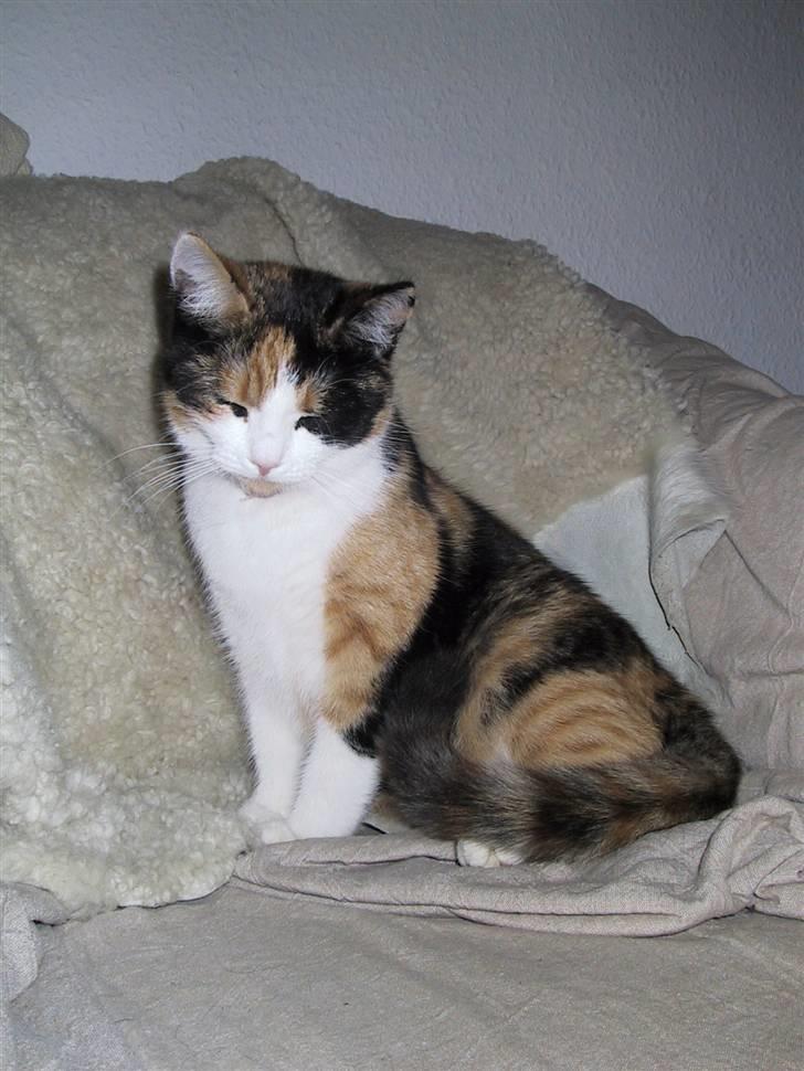 Blanding af racer Billis billede 18