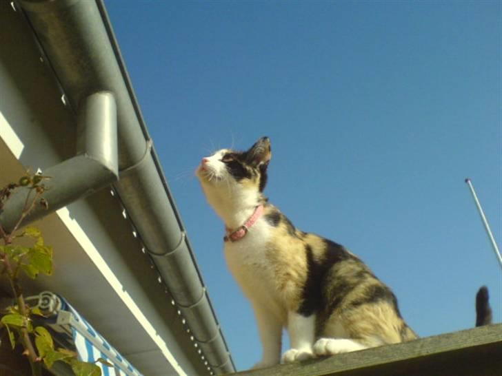 Blanding af racer Billis billede 19