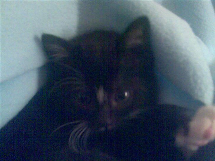 Huskat fnug billede 3