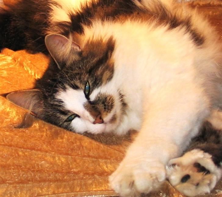 Blanding af racer Norsk skovkat/Agnes R.I.P billede 18