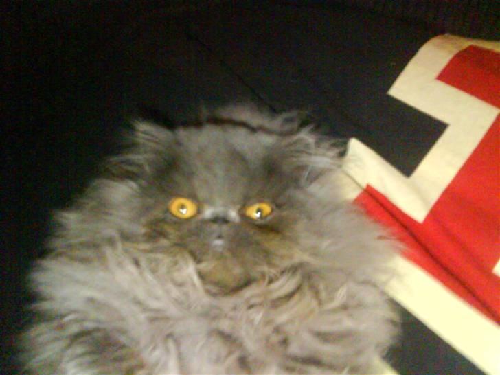 Perser Gustav billede 1